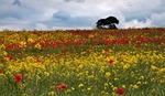 Poppies & Oil Seed Rape.