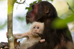 Mother and baby stump-tailed Macaques