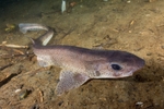 Scyliorhinus canicula