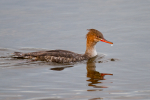 Merganser