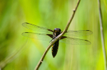 Male Broad Bodied chaser