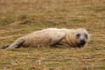 Newborn Grey Seal Pup