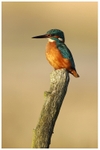 Kingfisher 4