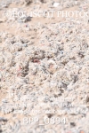 BPP_0894