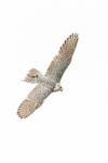 Gyr Hybrid-0719