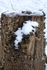 Snowy tree Stump