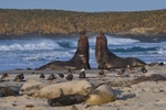 Elephant Seals fighting
