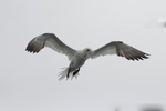 Gannets_0009