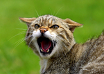 Scottish Wild Cat
