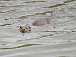 Otter