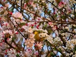 The Cape White Eye In The Tree