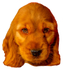 Golden Cocker spaniel Puppy-IMG_0052