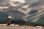 Bald Eagle perched, mountain background, Silver Salmon Creek, Alaska