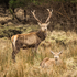Red Deer