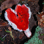 Happy Valentine's Day - Russula emetica group