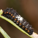 Larva of Common swallowtail (Papilio machaon) at 14 days after 2nd moult (third instar).