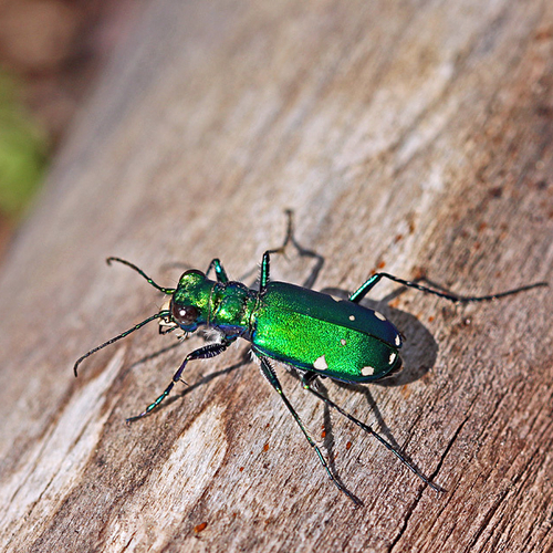 The very colorful Six-spotted Tiger Beetle. Contrary to their name, these green metallic beetles can have up to ten w…