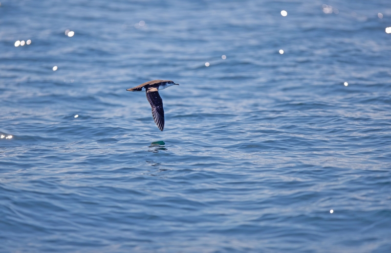 Manx Shearwater - Inner Hebrides - off the Isle of Mull