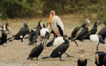 Yellow- billed stork and cormorants