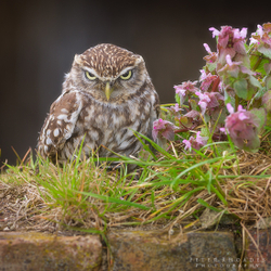 Little Owl