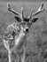 Fallow Buck 02