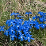 Spring gentian (Gentiana verna)