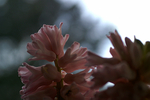 Flowers Set 12 - 33