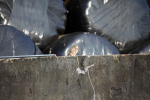 Little Owl in Somerset Farm yard