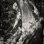 Wood Grain in Black & White