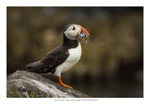 Puffin