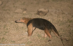 Ant eater