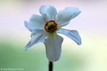 Flowers 17 - 10