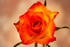 Single Orange Rose - DSC_2434
