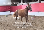 BPP_2037