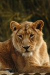 Asiatic Lioness (Cotswold Wildlife Park)