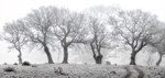 Oaks in the Mist