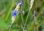 Common Blue