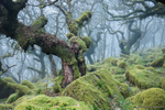 Wistman's Wood
