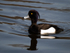 Tufted Duck