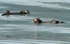 Sea otters