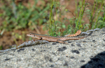 Common Wall Lizard