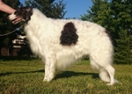 CH CHARMING CHALLENGER IMPULS I SPLENDOR