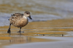 Crested Duck waddling on beach, Carcass Island, Falklands