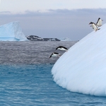 penguin_leap_IMG_0312A