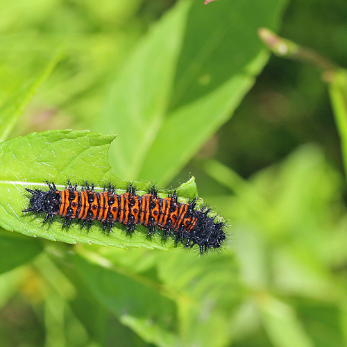 Baltimore Checkerspot in caterpillar form
