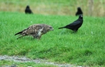 Common Buzzard