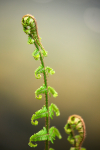 Wild Flowers,  plants & Fungus photography, Great Britain portfolio
