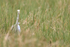 Great Egret stalking, Viera Wetlands, Florida