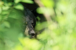 Hidden Black Bear, Minnesota, USA