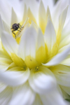 Insect_ 034